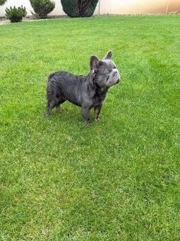 Francuzsky buldoček fluffy big rope fenka a psík