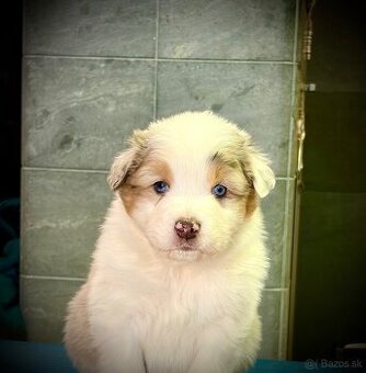 australsky ovciak s PP