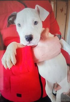 Americký stafordšírsky teriér