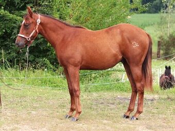 Na prodej: BR Walla Whiz Electric