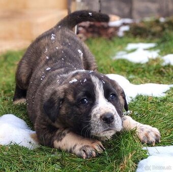 Stredoazijsky ovčiak
