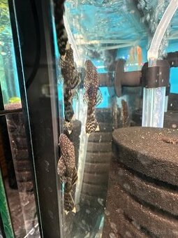 Predám ancistrusy (prísavníky)