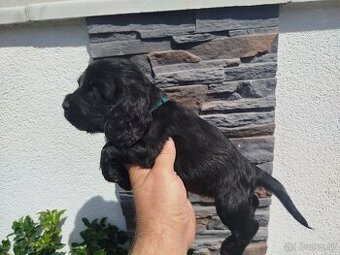 ANGLICKÝ KOKERŠPANIEL