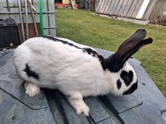 NOS samec 9 mesačný