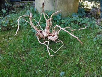 predam koren/samorast do akvaria