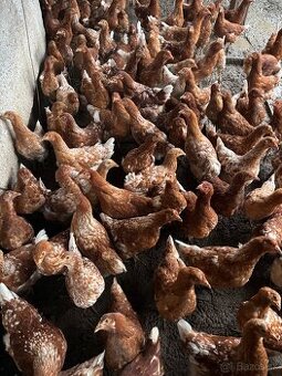 Vysokoznáškové nosnice / mládky