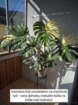 Predám izbové rastliny
