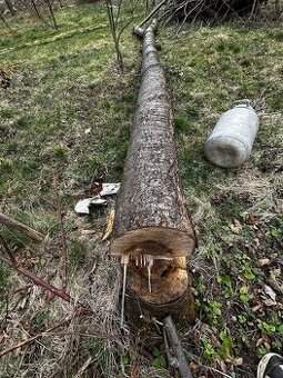 Drevo ceresnovy kmen