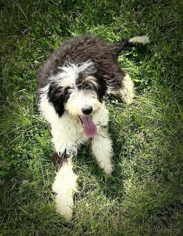 DARUJI PEJSKA BORDOODLE S PP