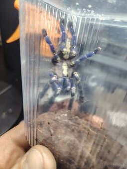 Poecilotheria Metallica