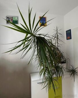 Predám č.10 Dracaenu marginatu 2metrovú za 50eur