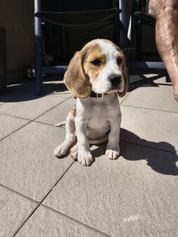 Beagle