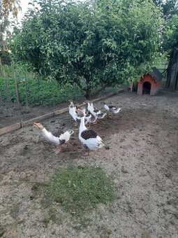 Predam husata