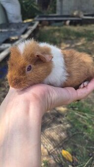 Samcek US teddy