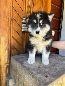 Darujem 10 týždňové šteniatko – Krížen sibírsky husky a sa