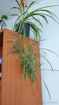 Chlorophytum comosum , Zelenec