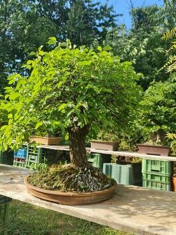 BONSAI Hrab obyčajný zelkova