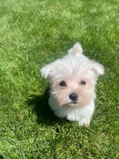 Maltezak