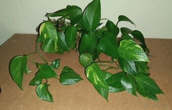 Pothos