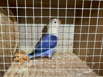 Agapornis fisher 0.1