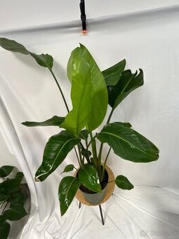 Strelitzia Nicolai (100 cm) - 1
