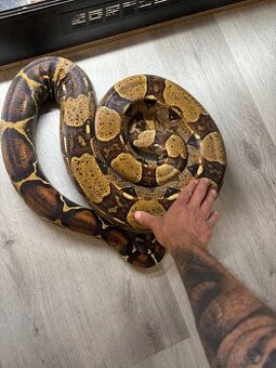 Boa constrictor 1.1