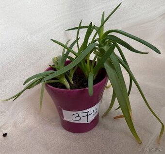 Predám aloe v kvetináči č.37 za 6€