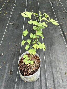Ginko biloba