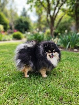 Pomeranian fenka s PP