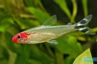 Tetra Bleherova - Hemigrammus bleheri