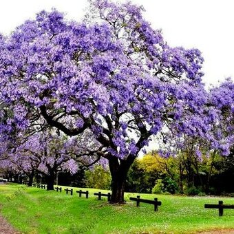 Sadenice Paulownia