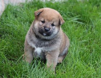 Shiba inu šteniatka s PP