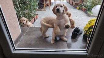 Šteniatka Golden/Zlatý retriever