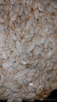 Predám tekvicové jadierka