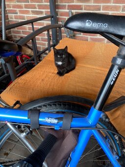 Darujem mačiatka -4 ks - 1