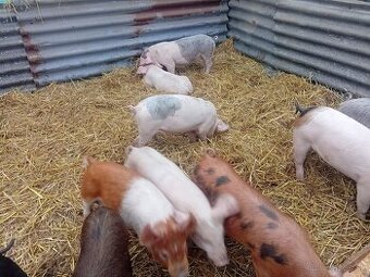 20-25kg Landras X duroc