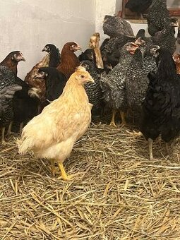 Mládky- Dominant , Lohman Brown