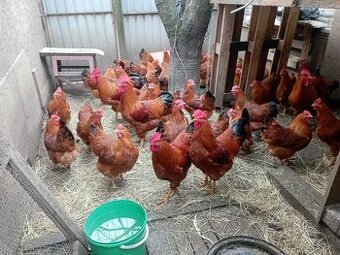 Násadové vajcia Hempšírky