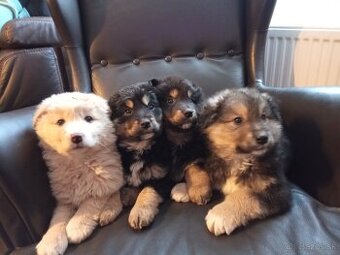 borderkolja a zlatý retriever