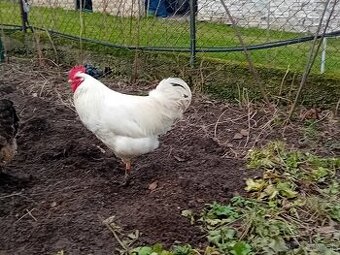 Predám minuloročného kohútika