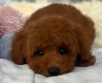 Krásne šteniatka trpasličieho pudla na predaj, Pudel