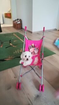 Maltezák malého vzrastu