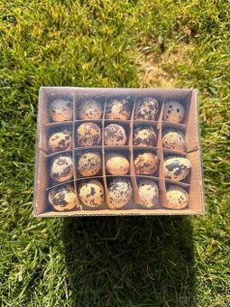 Vyfúknuté prepeličie vajíčka prírodné 60ks