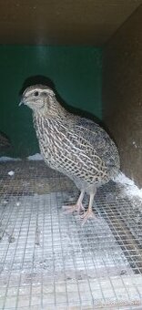 Ponúkam prepelice - kohúty