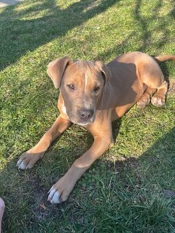 Americký stafordsirsky terier, Stafford, amstaf