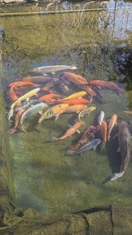 Koi kapre / koi kapor na predaj