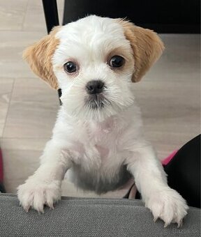 Predáme čistokrvné šteniatko Shih Tzu