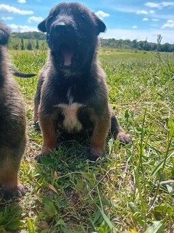 Predám belgický ovčiak malinois