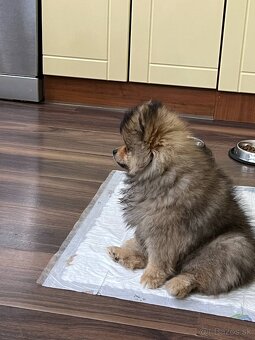 Pomeranian