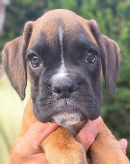 Nemecky boxer